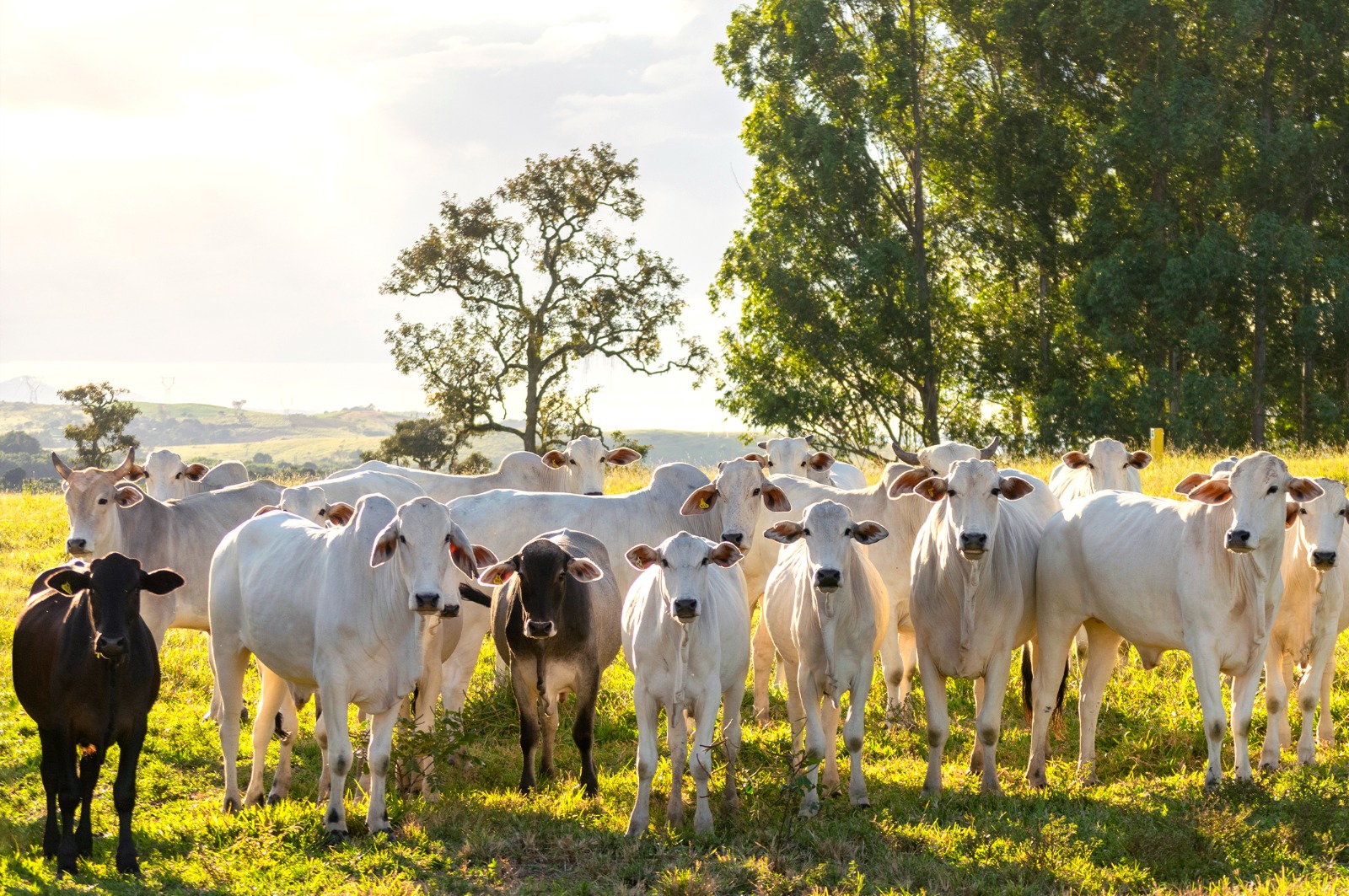 É preciso cuidar do pasto como uma lavoura