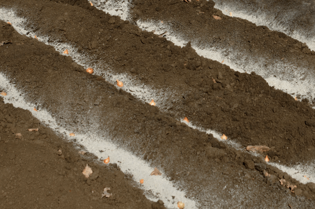 Calagem: O ponto de partida para uma lavoura mais produtiva