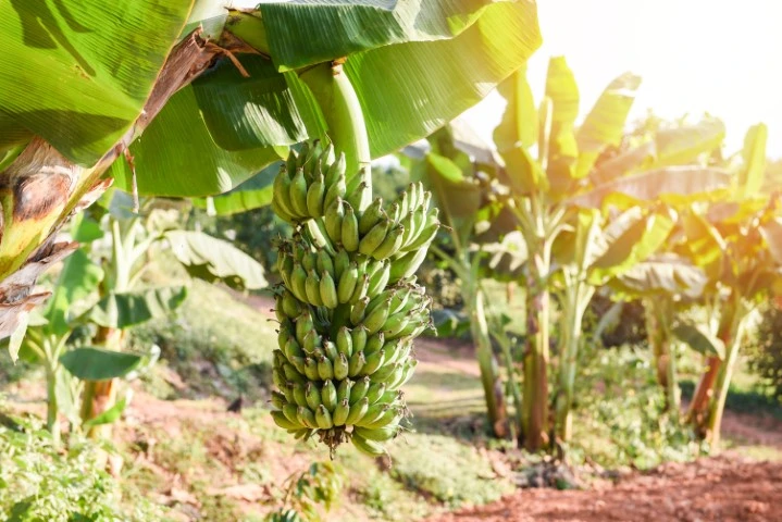 Bananeira