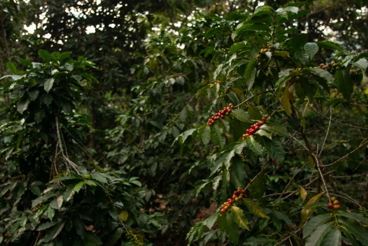 Cafeeiro