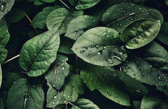 Análise Foliar