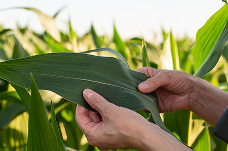Análise Foliar: descubra o que a cultura realmente absorveu para calibrar o uso de insumos