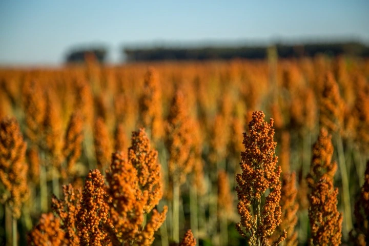 Sorgo