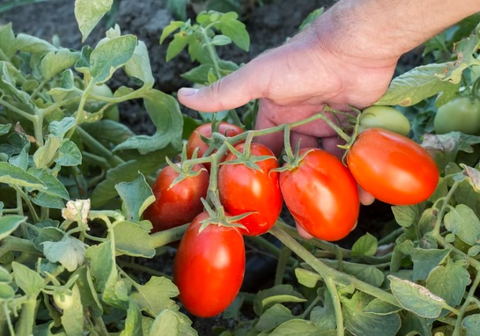 Tomate