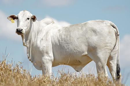 Dos ingredientes ao cocho: o papel da análise de rações no manejo nutricional da propriedade